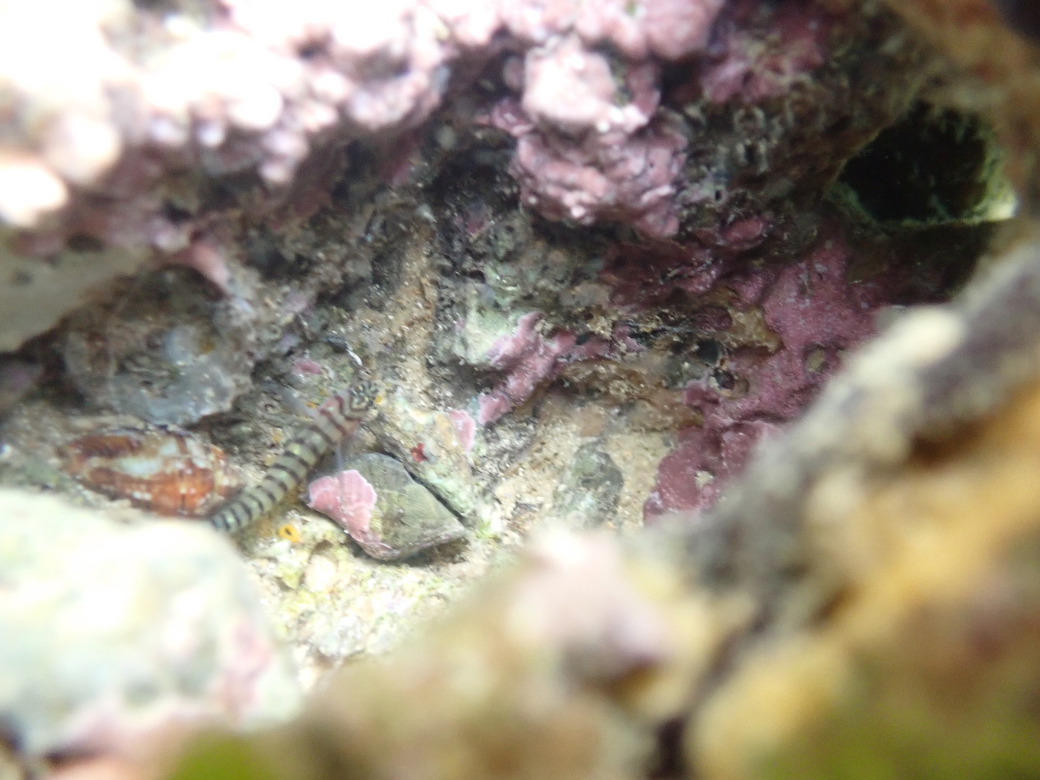 ภาพ ปลาบู่บู่ (Tigrigobius zebrella)