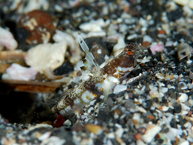 ภาพ ปลาบู่ alleni (Tomiyamichthys alleni)