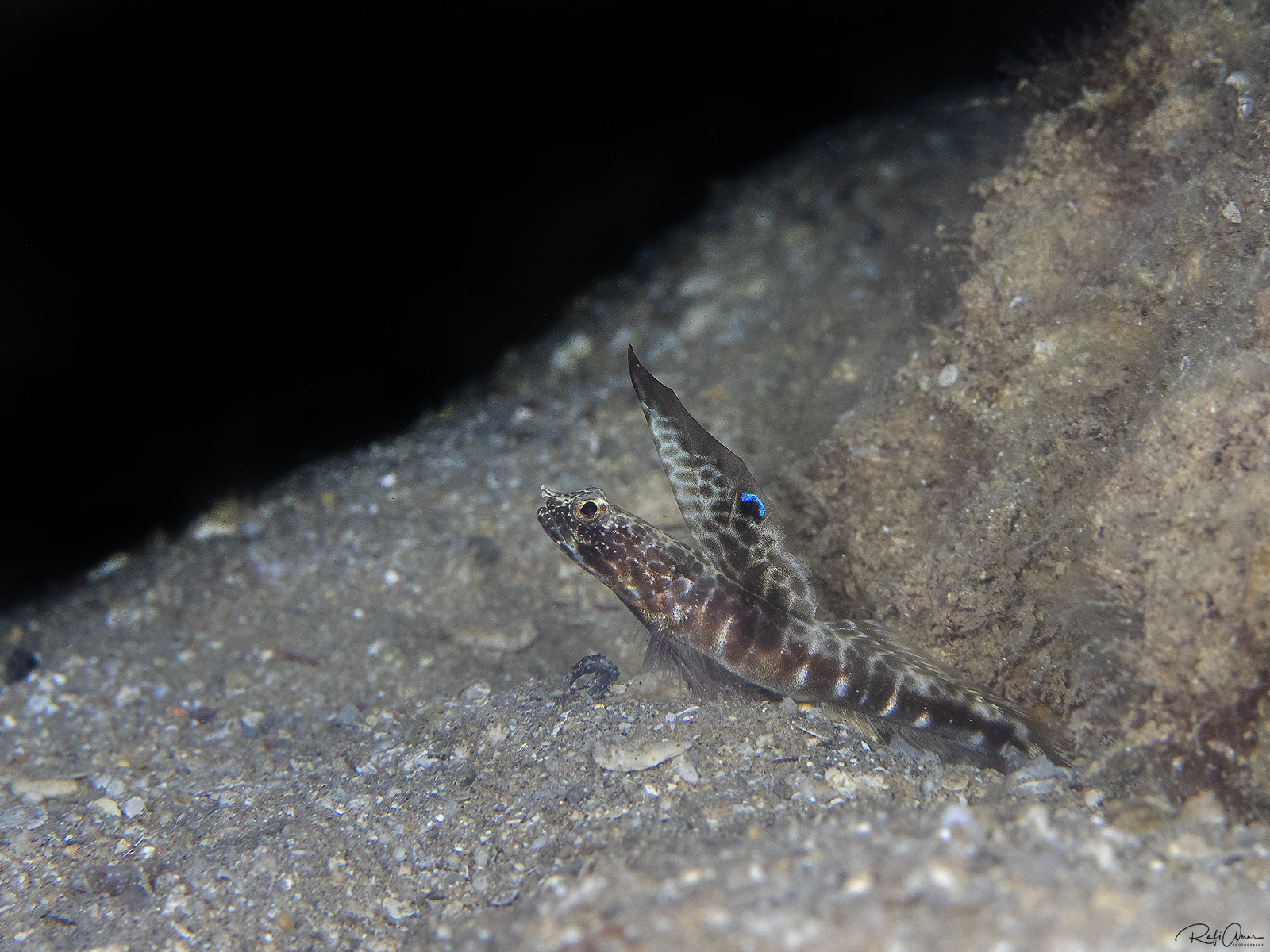 ภาพ ปลาบู่ dorsostigma (Tomiyamichthys dorsostigma)