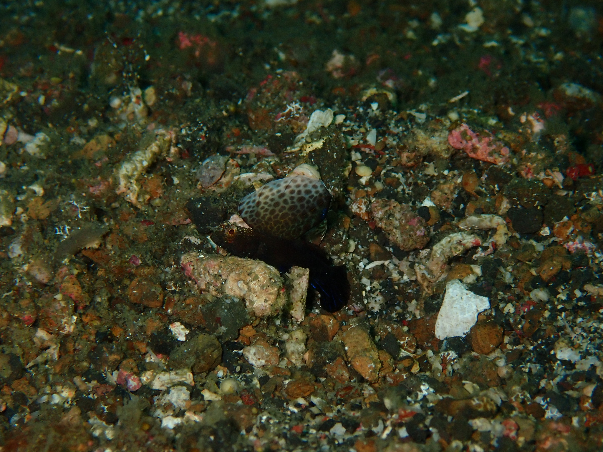 ภาพ ปลาบู่ emilyae (Tomiyamichthys emilyae)