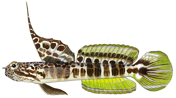 ภาพ ปลาบู่ fourmanoiri (Tomiyamichthys fourmanoiri)