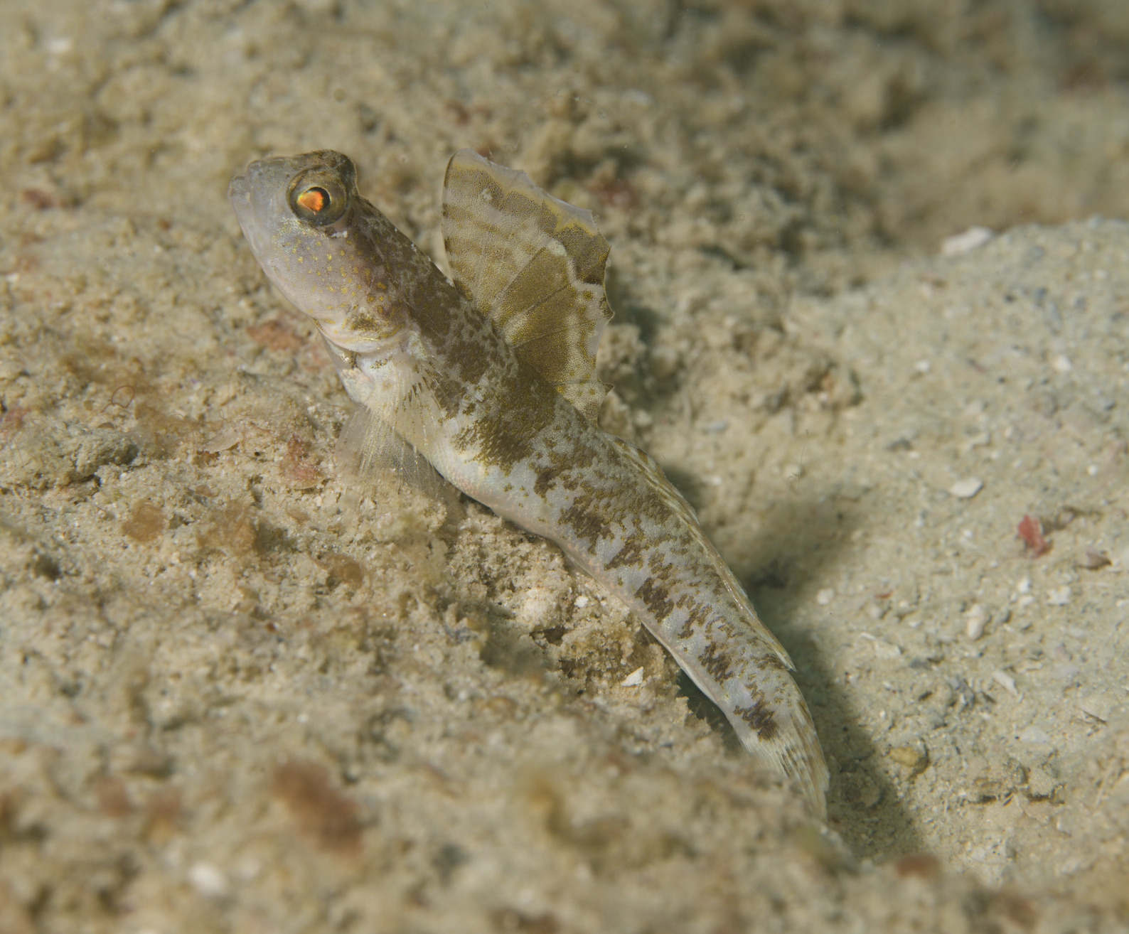 ภาพ ปลาบู่ gomezi (Tomiyamichthys gomezi)
