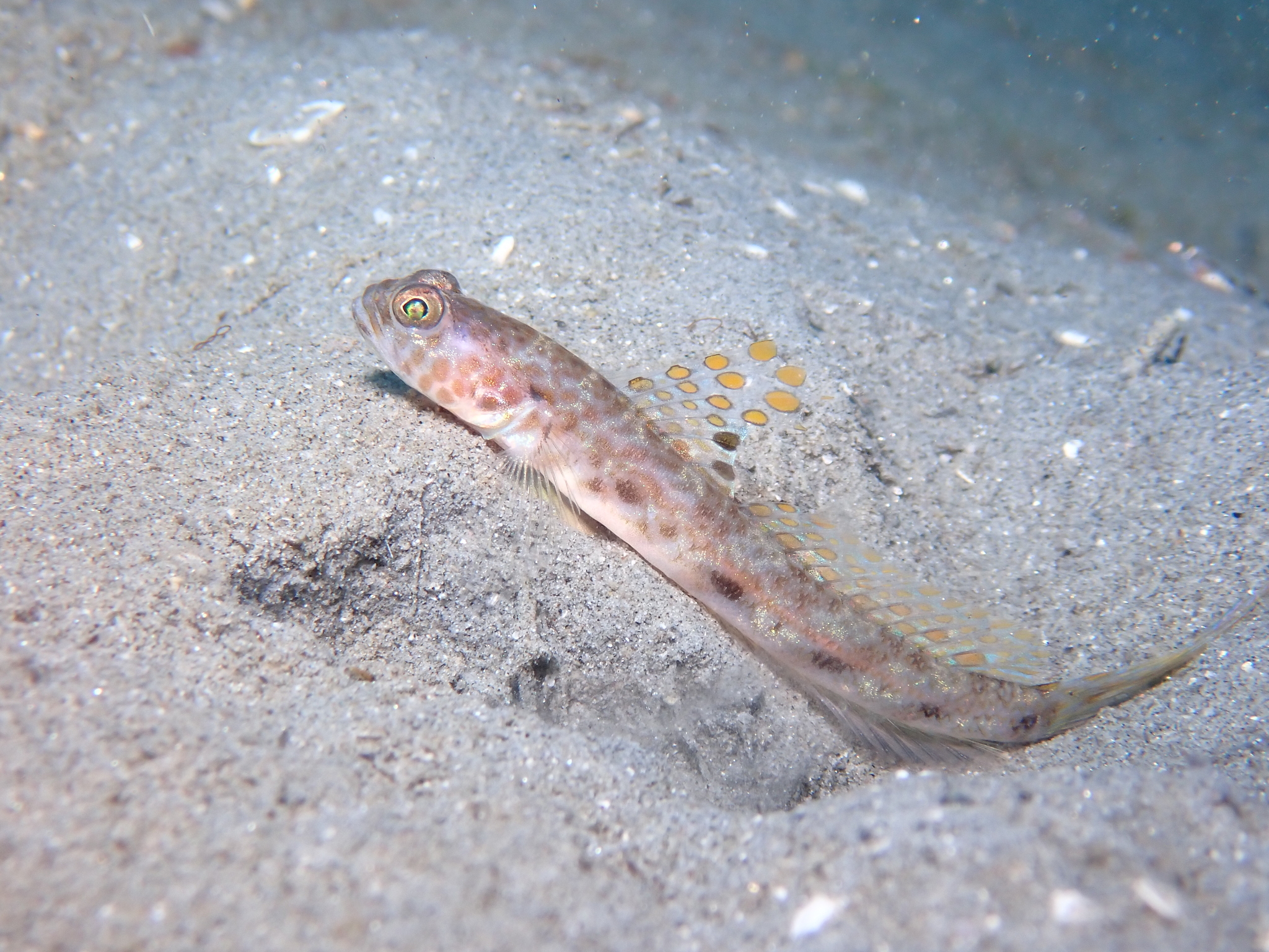 ภาพ ปลาบู่ lanceolatus (Tomiyamichthys lanceolatus)