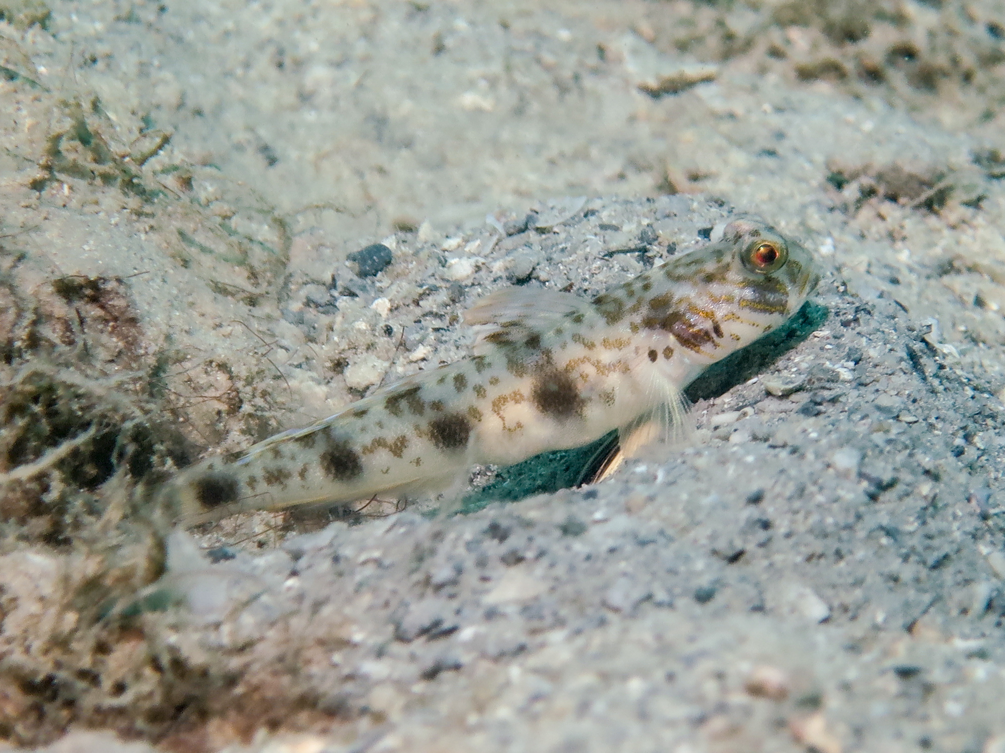 ภาพ ปลาบู่ผิวเรียบ (Tomiyamichthys levisquama)