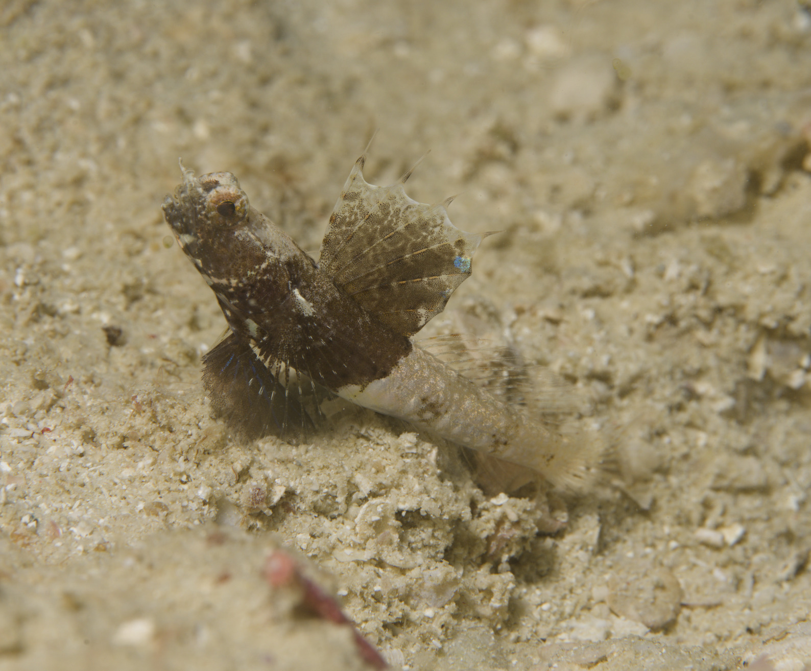 ภาพ ปลาบู่ nudus (Tomiyamichthys nudus)
