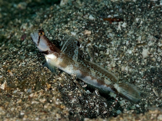 ภาพ ปลาบู่ oni (Tomiyamichthys oni)