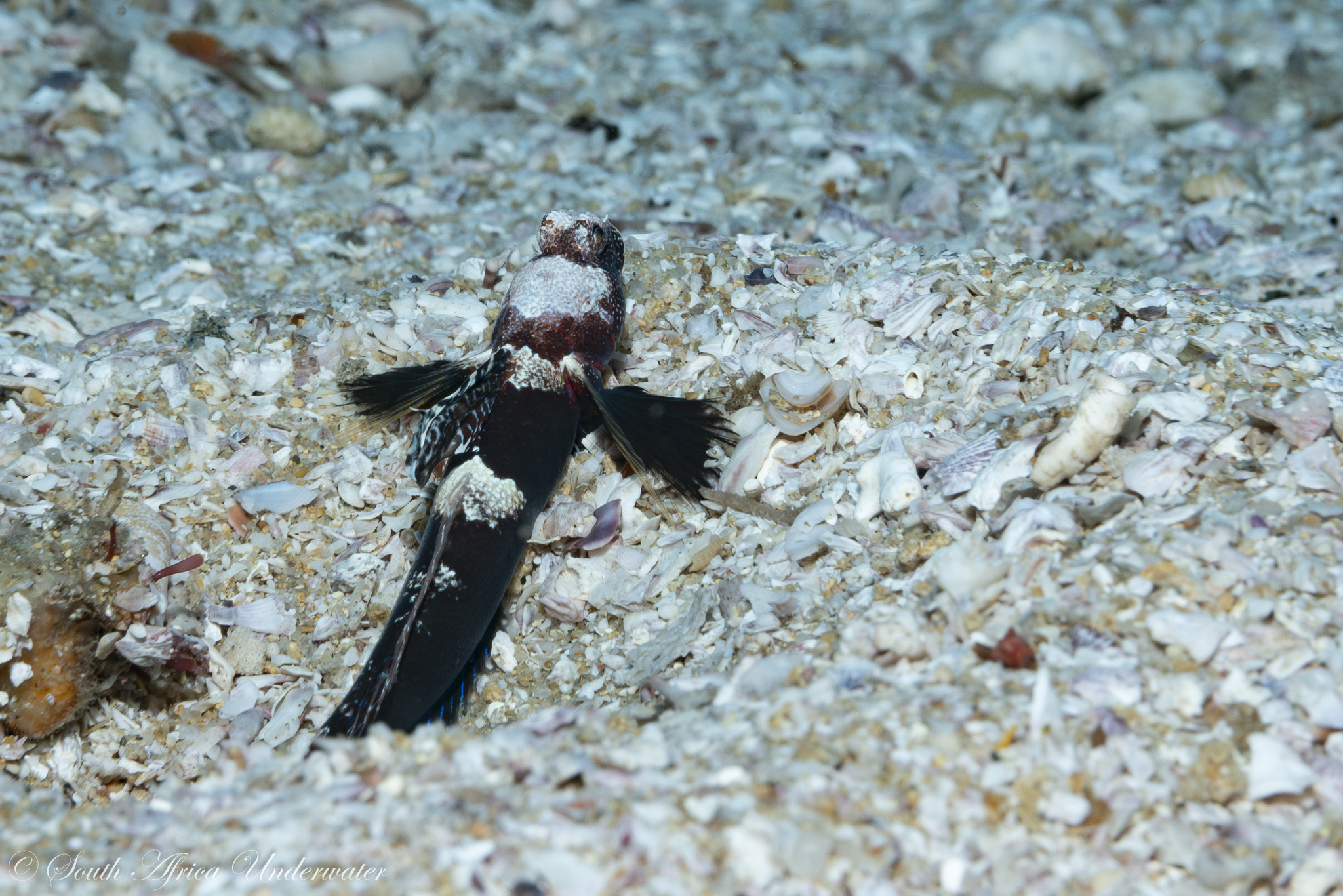 ภาพ ปลาบู่ praealtus (Tomiyamichthys praealtus)