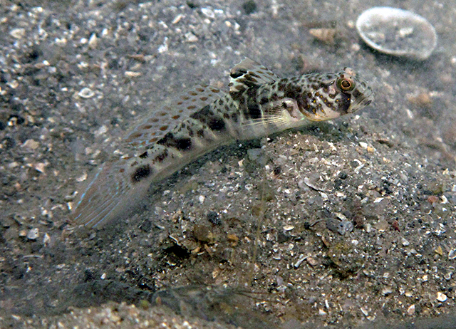 ภาพ ปลาบู่ลายตา (Tomiyamichthys russus)
