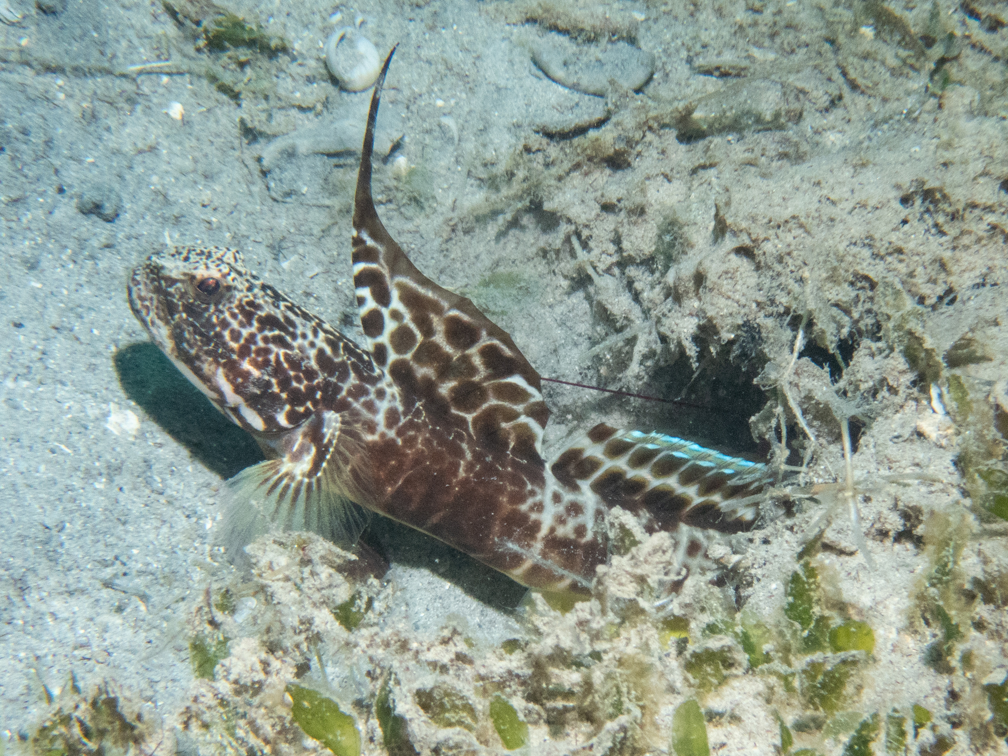 ภาพ ปลาบู่ smithi (Tomiyamichthys smithi)