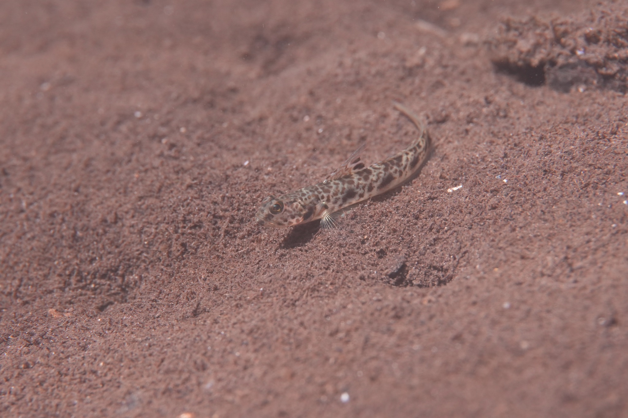 ภาพ ปลาบู่ tanyspilus (Tomiyamichthys tanyspilus)