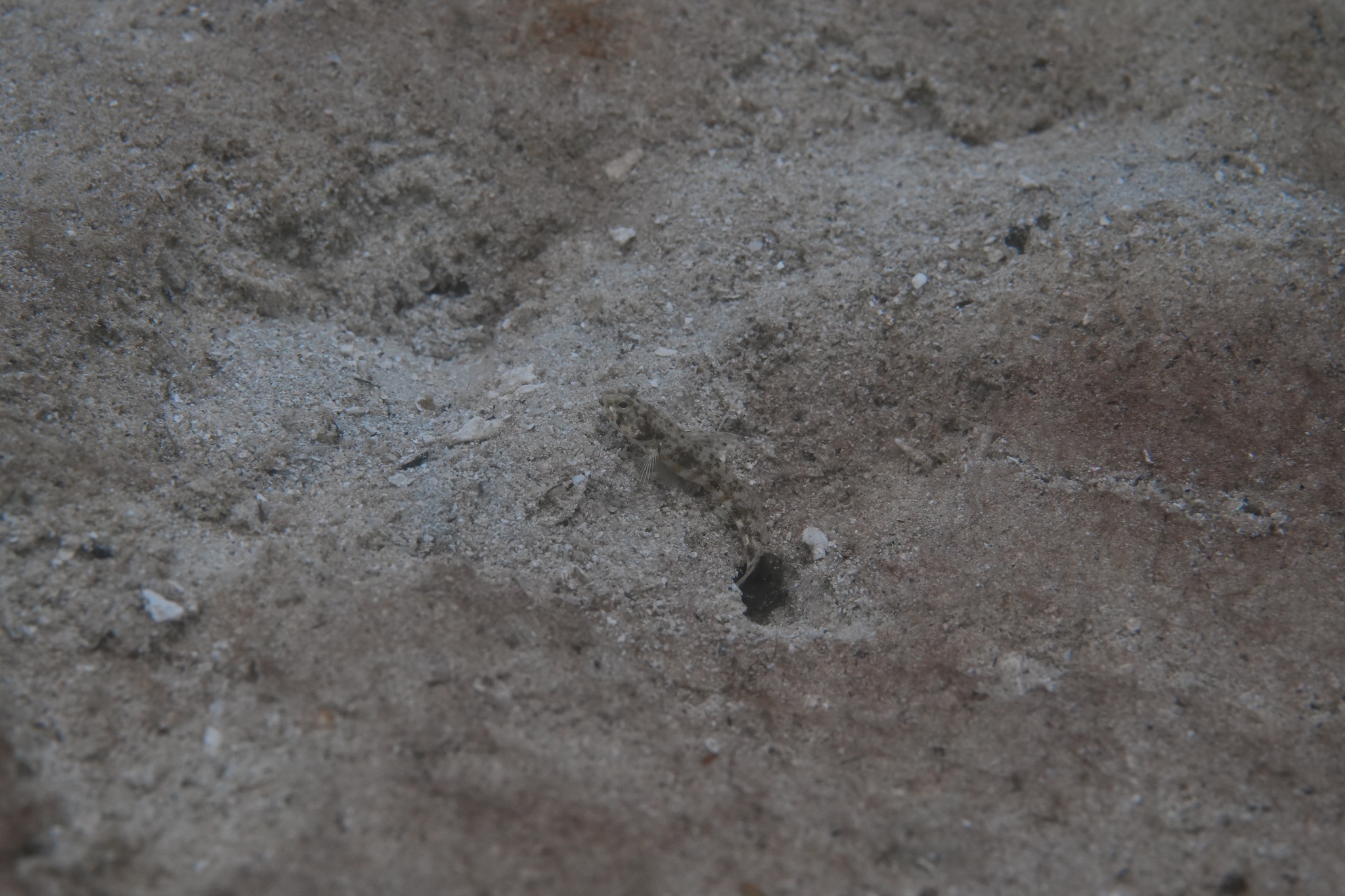 ภาพ ปลาบู่ zonatus (Tomiyamichthys zonatus)