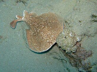 ภาพ ปลา panthera (Torpedo panthera)