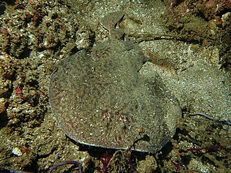 ภาพ ปลา sinuspersici (Torpedo sinuspersici)
