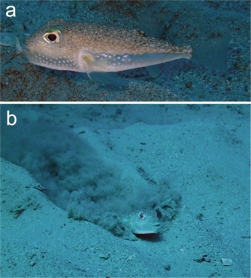 ภาพ ปลาปักเป้าขาวลายจุด (Torquigener albomaculosus)