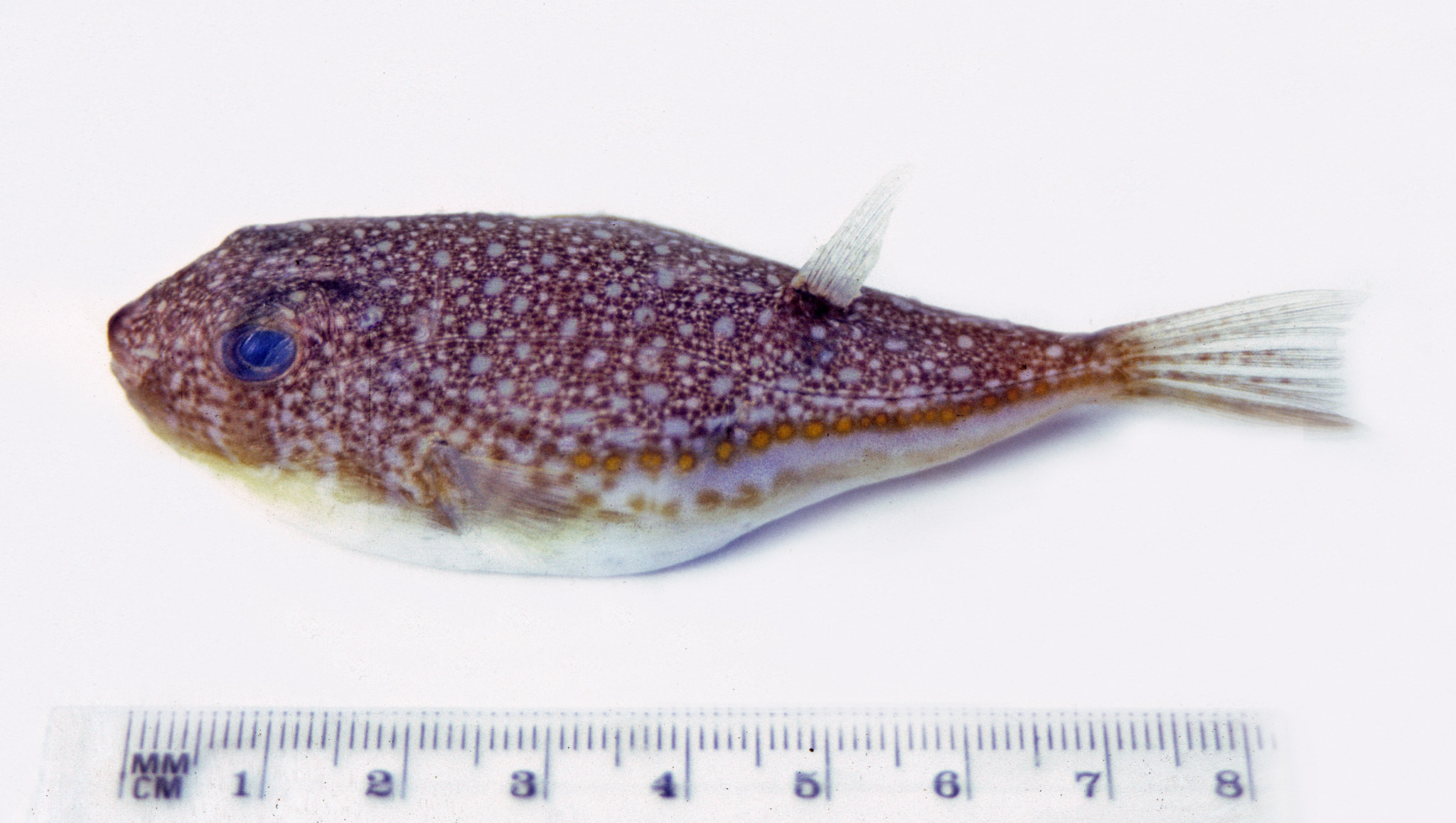 ภาพ ปลาปักเป้า andersonae (Torquigener andersonae)