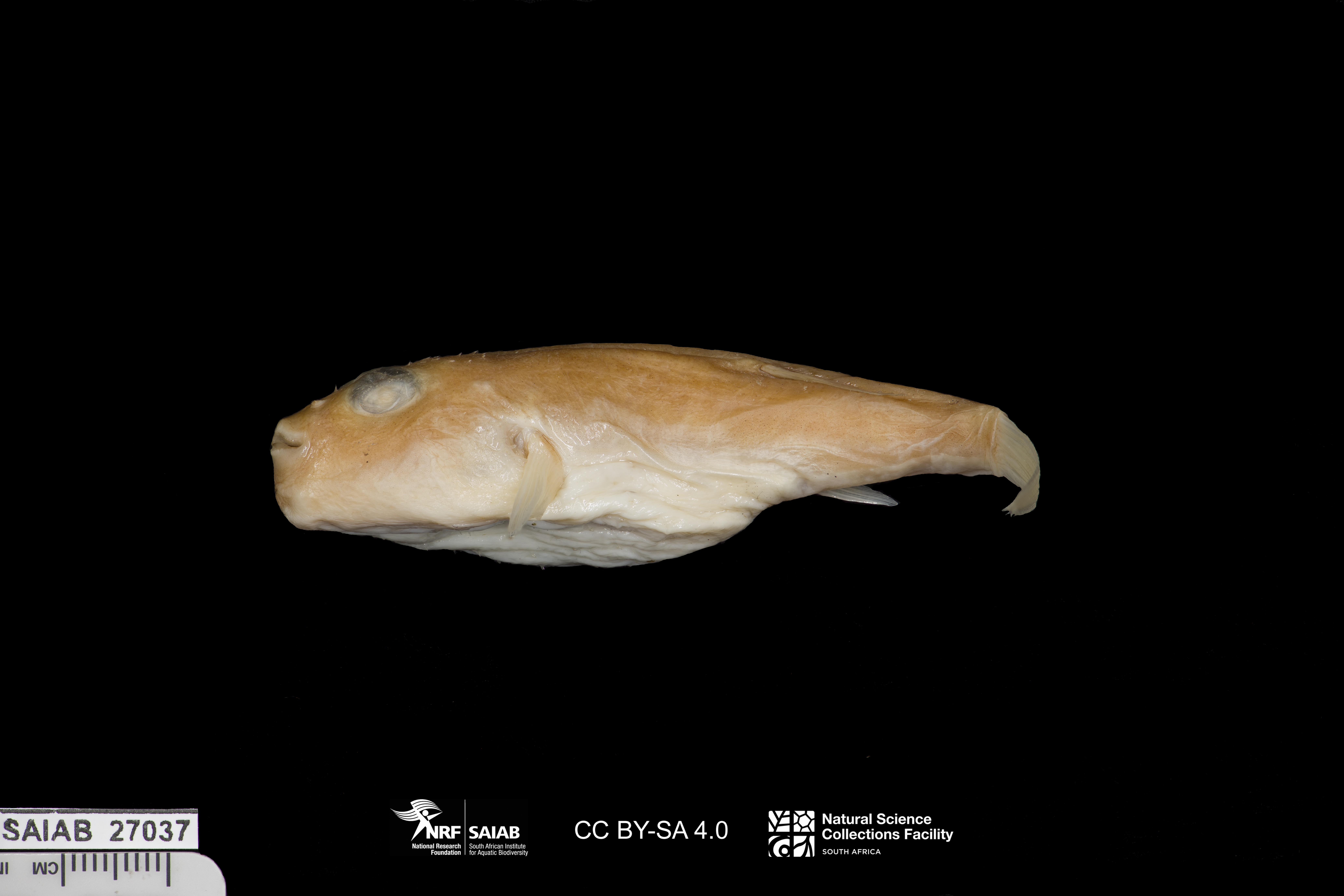 ภาพ ปลาปักเป้า balteus (Torquigener balteus)