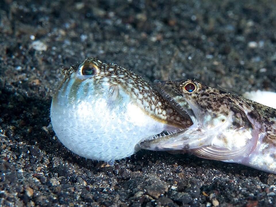 ภาพ ปลาปักเป้าลาย (Torquigener brevipinnis)