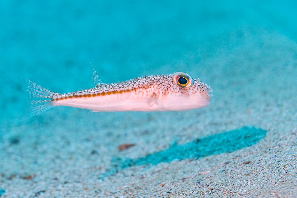 ภาพ ปลาปักเป้า flavimaculosus (Torquigener flavimaculosus)