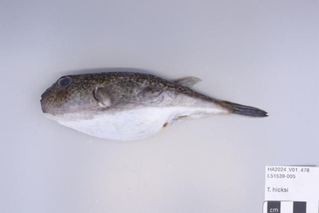 ภาพ ปลาปักเป้า hicksi (Torquigener hicksi)