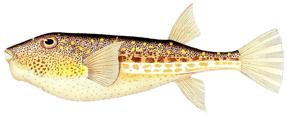 ภาพ ปลาปักเป้าลายเสือ (Torquigener hypselogeneion)