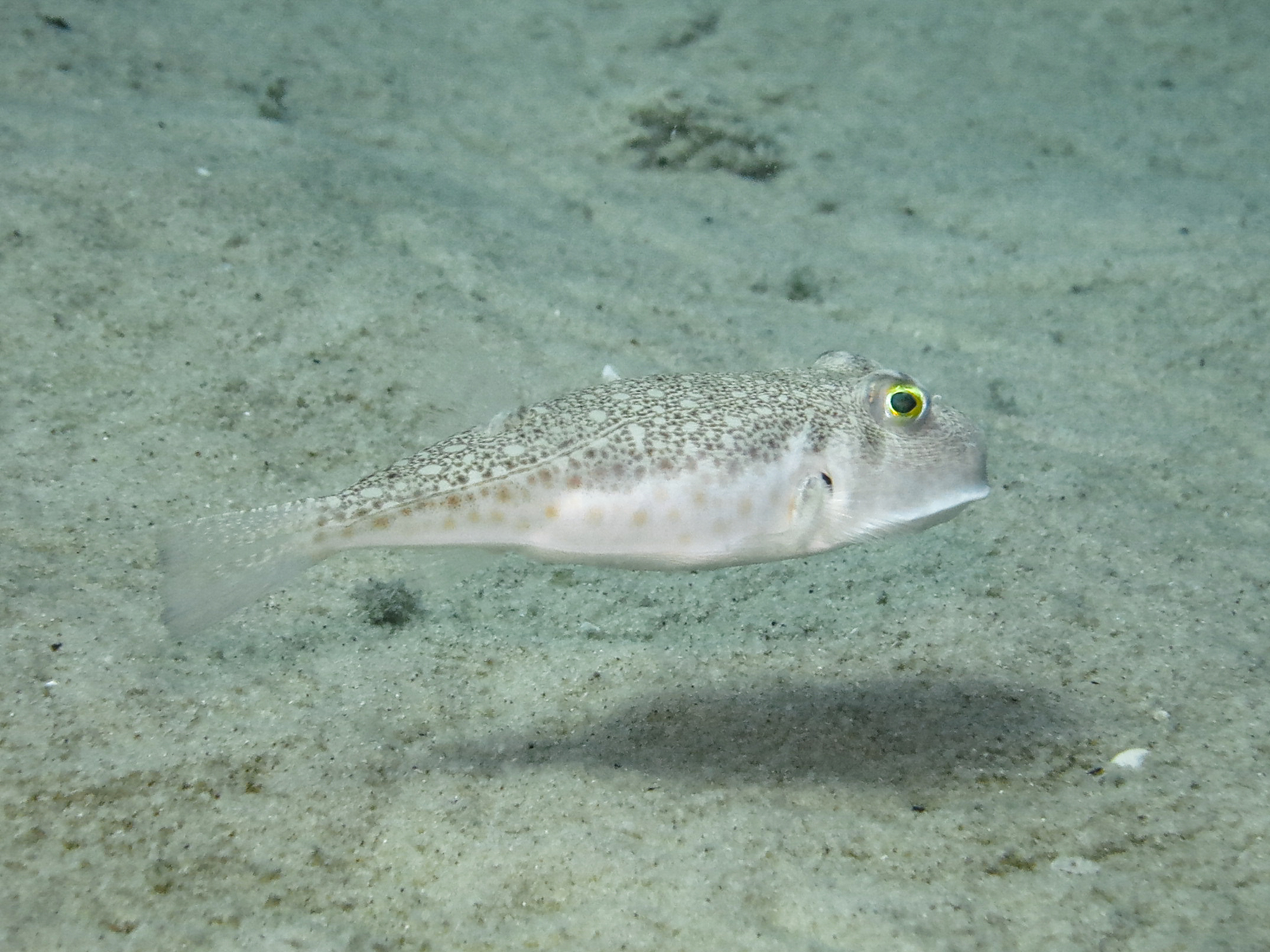ภาพ ปลาปักเป้าลายจุด (Torquigener pallimaculatus)