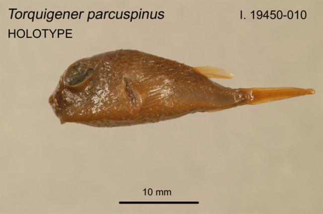 ภาพ ปลาปักเป้าเหลือง (Torquigener parcuspinus)