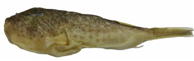 ภาพ ปลาปักเป้า paxtoni (Torquigener paxtoni)