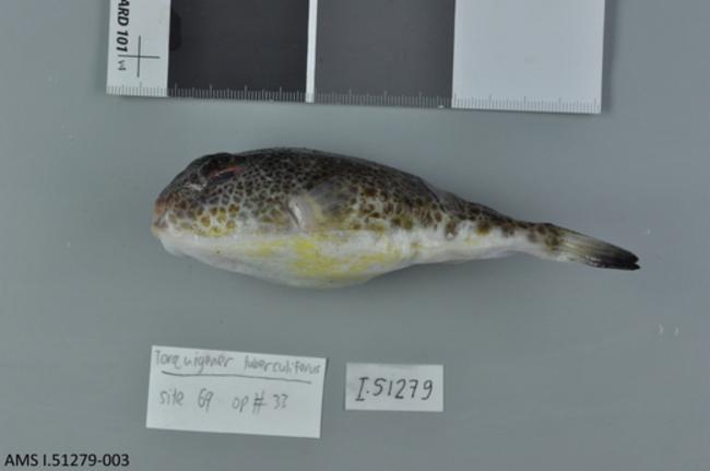 ภาพ ปลาปักเป้า tuberculiferus (Torquigener tuberculiferus)