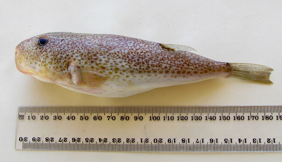 ภาพ ปลาปักเป้าส้มลายจุด (Torquigener vicinus)