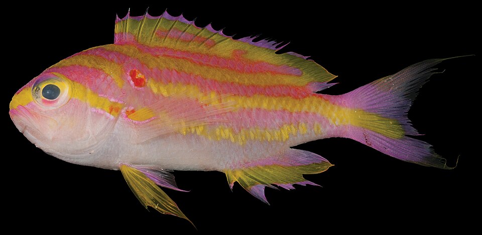 ภาพ ปลานางฟ้าเหลือง (Tosanoides flavofasciatus)