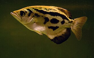 ภาพ ปลา blythii (Toxotes blythii)