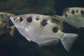 ภาพ ปลา chatareus (Toxotes chatareus)
