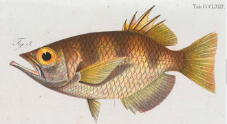 ภาพ ปลา oligolepis (Toxotes oligolepis)