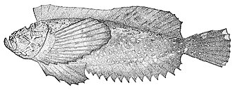 ภาพ ปลา uranoscopus (Trachicephalus uranoscopus)