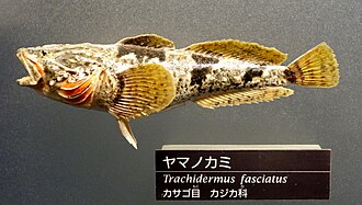 ภาพ ปลา fasciatus (Trachidermus fasciatus)