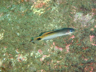 ภาพ ปลา caudimaculatus (Trachinops caudimaculatus)