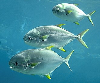 ภาพ ปลา africanus (Trachinotus africanus)