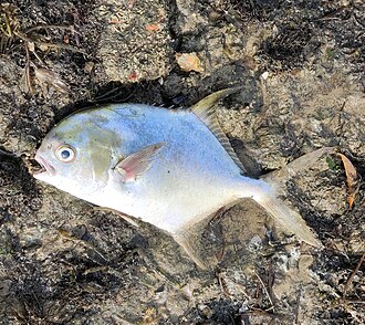 ภาพ ปลา anak (Trachinotus anak)