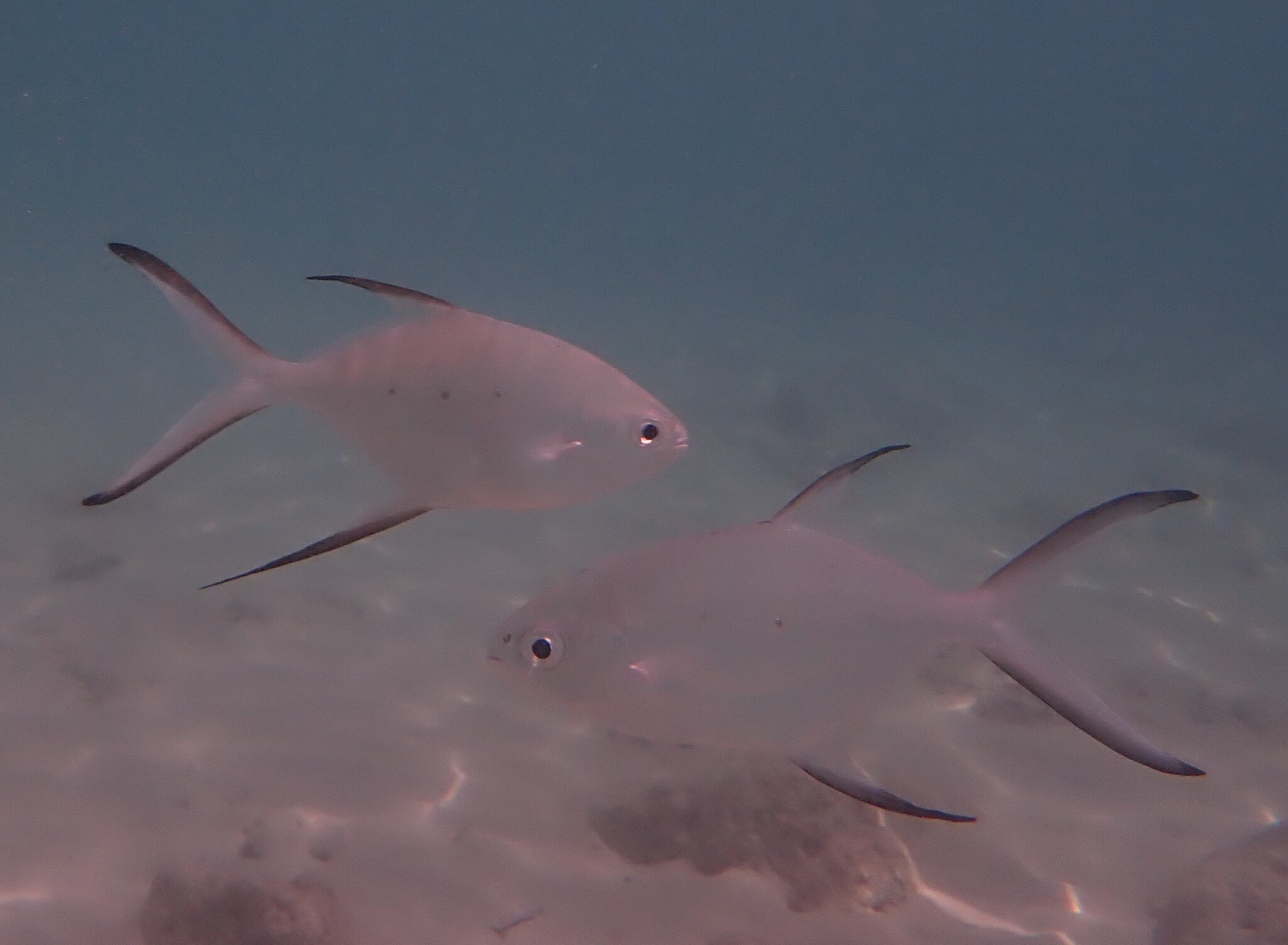 ภาพ ปลา baillonii (Trachinotus baillonii)