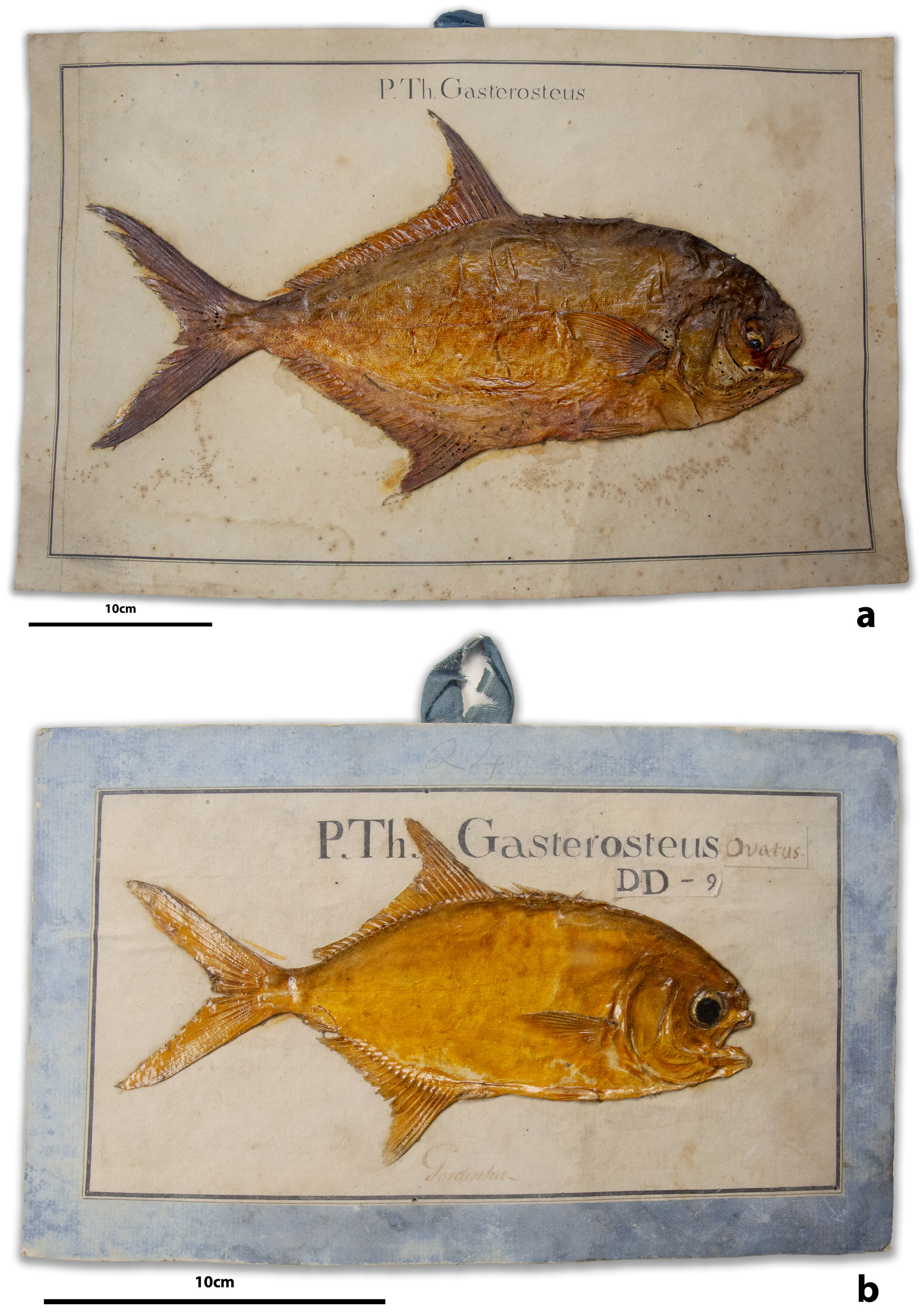 ภาพ ปลา carolinus (Trachinotus carolinus)