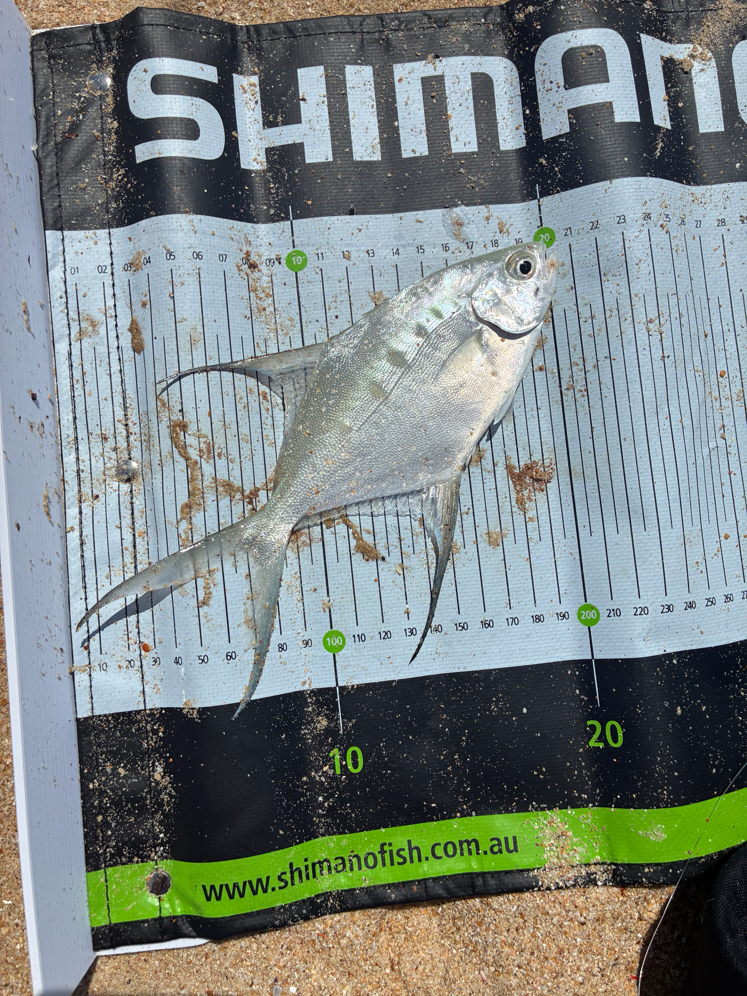 ภาพ ปลา coppingeri (Trachinotus coppingeri)
