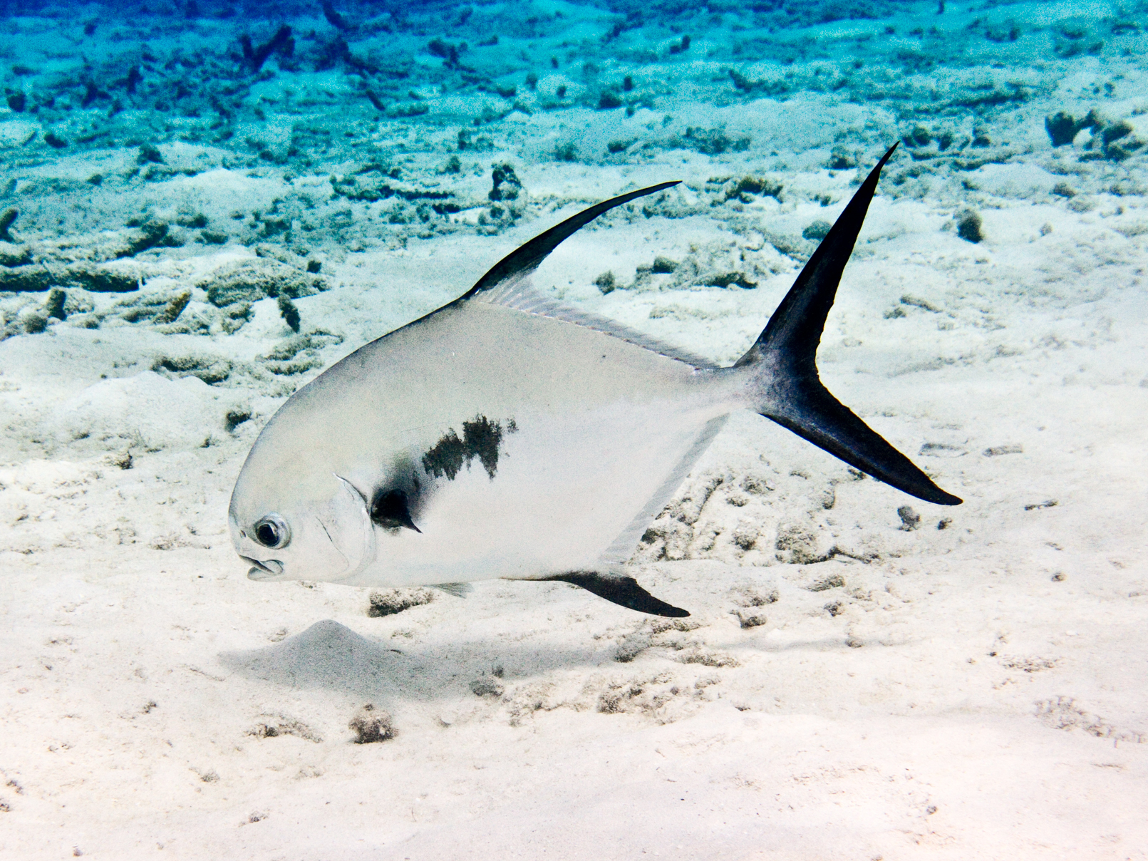 ภาพ ปลา falcatus (Trachinotus falcatus)