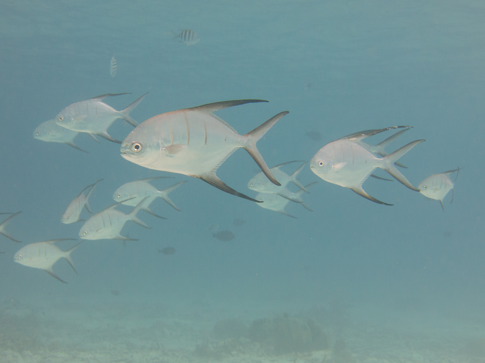 ภาพ ปลา goodei (Trachinotus goodei)