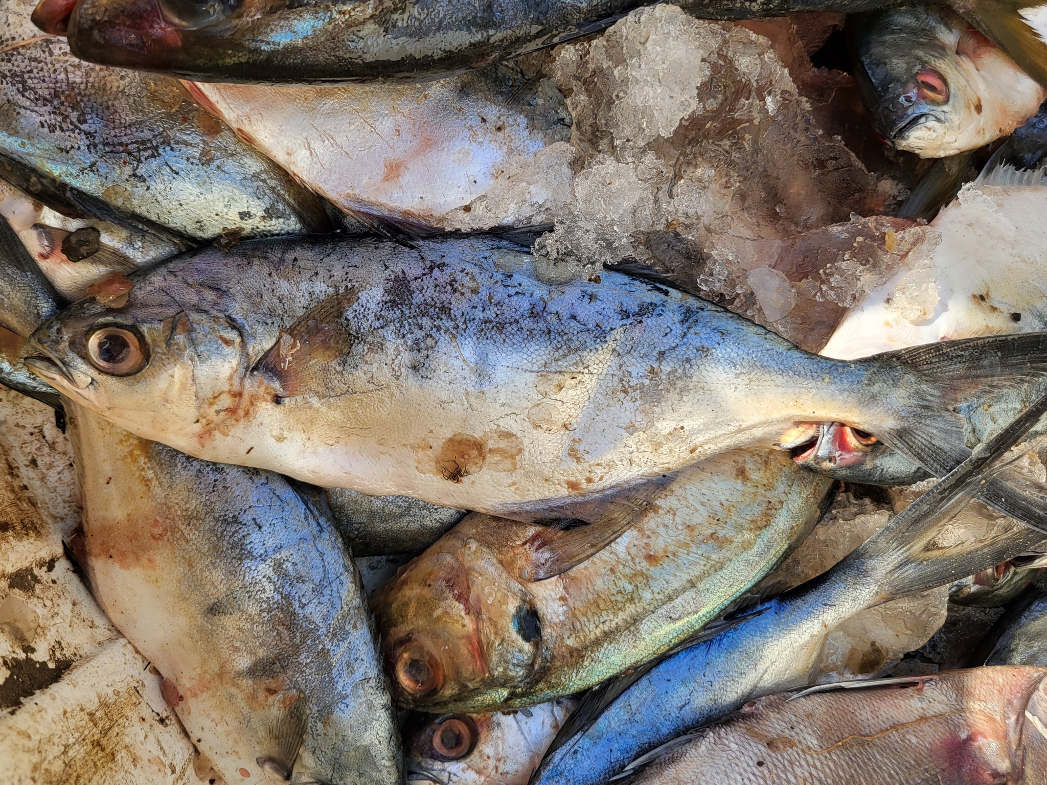 ภาพ ปลา ovatus (Trachinotus ovatus)
