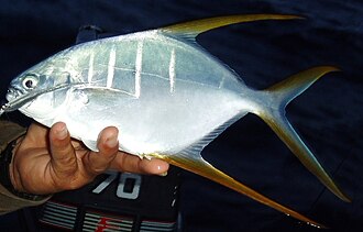 ภาพ ปลา rhodopus (Trachinotus rhodopus)