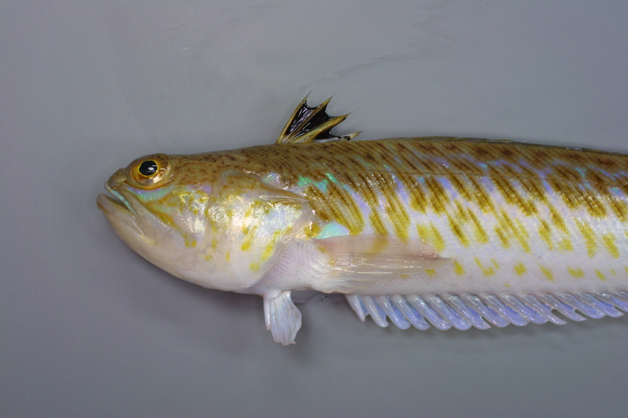 ภาพ ปลา draco (Trachinus draco)