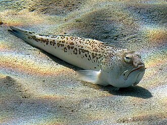 ภาพ ปลา radiatus (Trachinus radiatus)