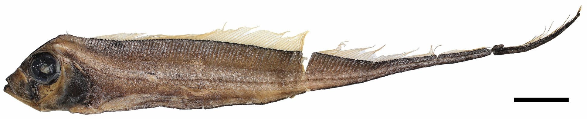 ภาพ ปลา fukuzakii (Trachipterus fukuzakii)