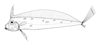 ภาพ ปลา trachypterus (Trachipterus trachypterus)