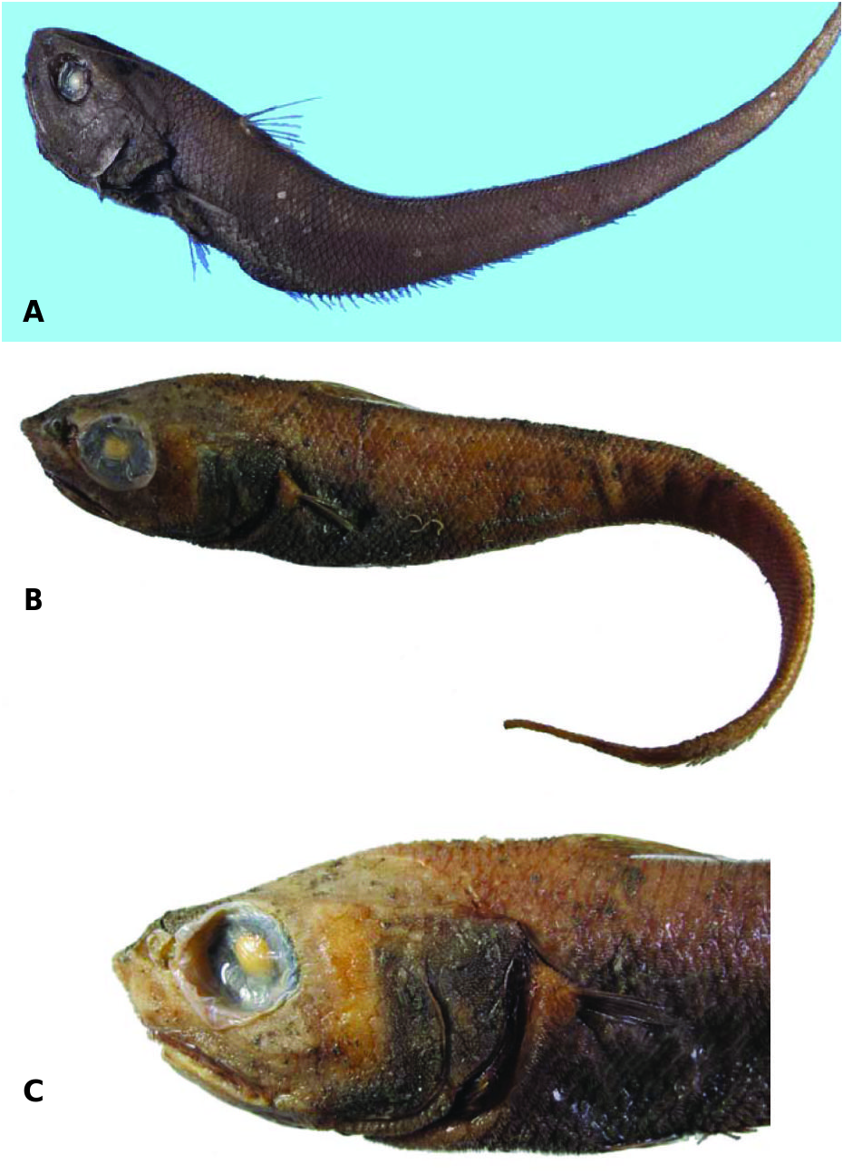 ภาพ ปลา sentipellis (Trachonurus sentipellis)